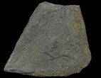 Plate Of Devonian Plant (Gosslingia) Fossil - Wales #66666-1